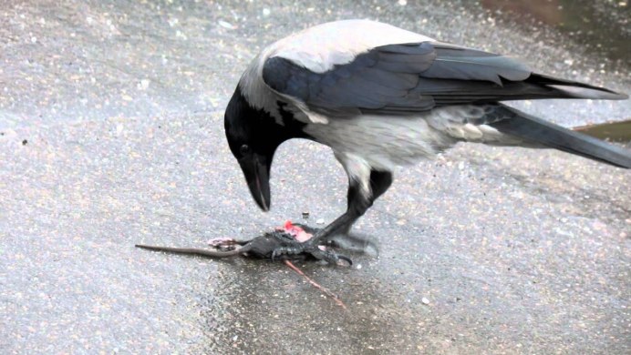 Ворон клюет