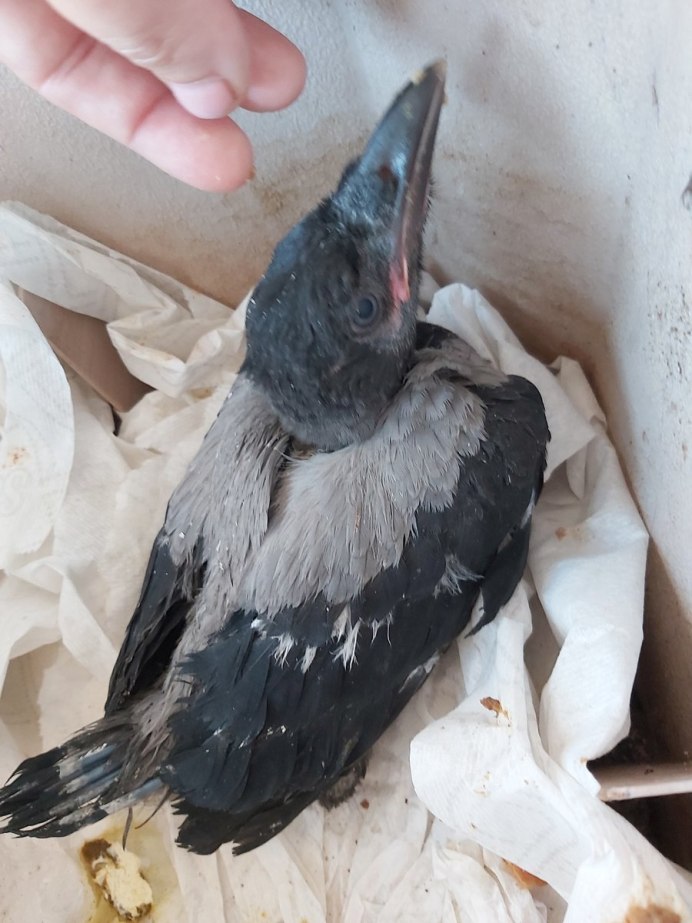 Серая ворона слеток