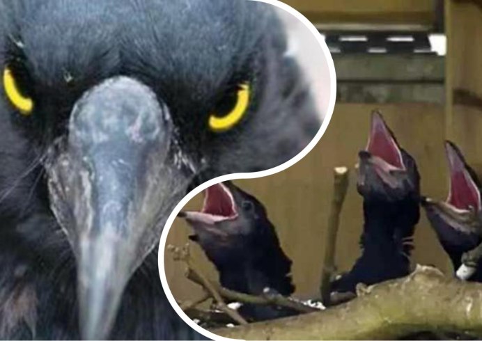 Ворона с зубами