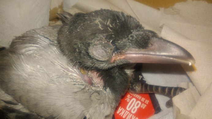 Недельный вороненок