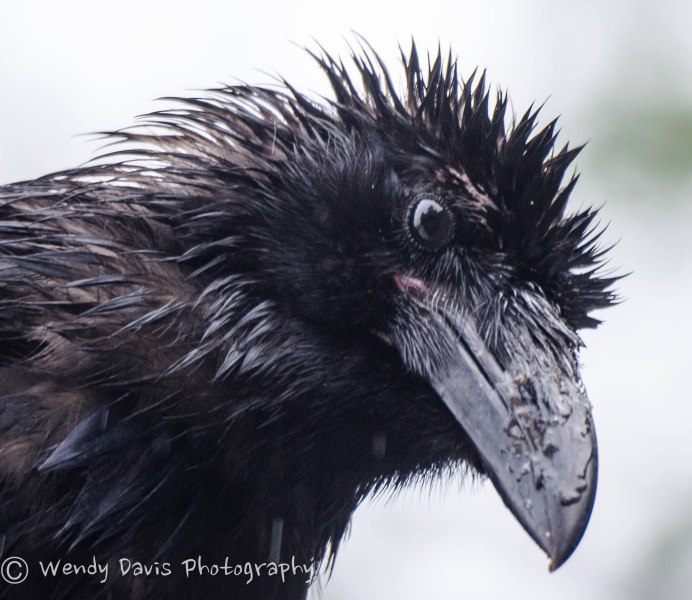 Клюв Грачонка