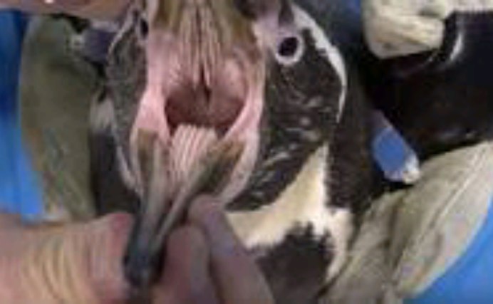 Рот пингвина открытый с зубами