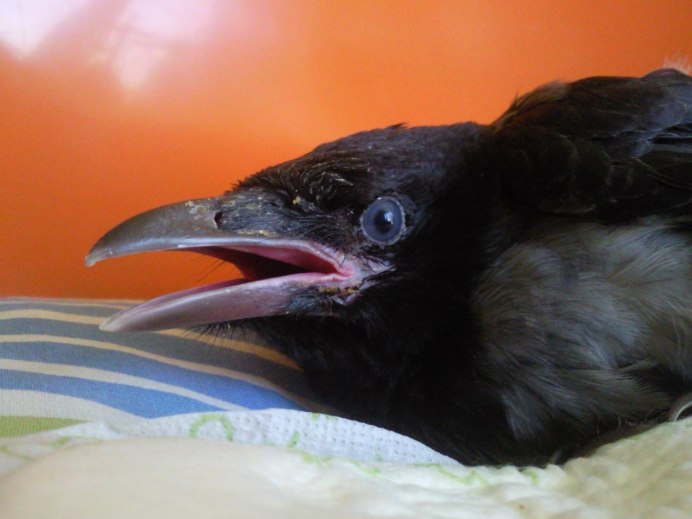 Ворон самка птенец