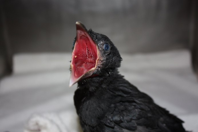 Птенец вороны Неоперенный