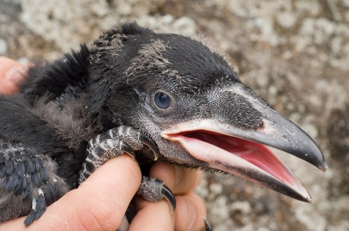 Слеток ворона