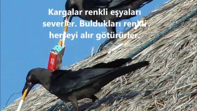 Водка ворон