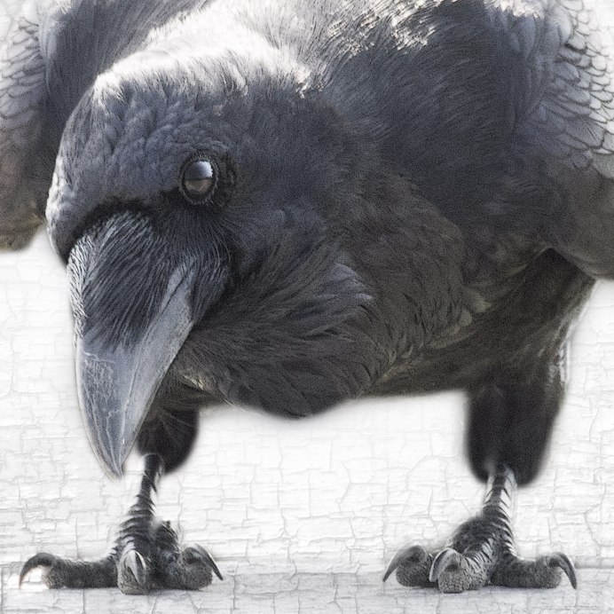 Огромная ворона