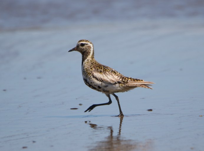 The European Golden Plover (Pluvialis apricaria),