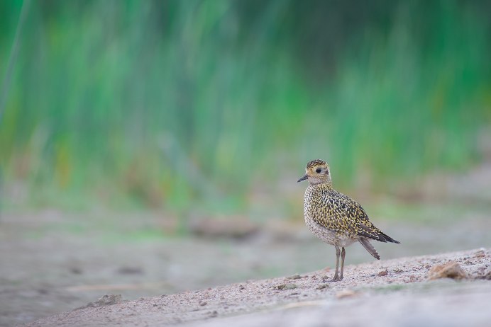 Pluvialis Ржанкообразные