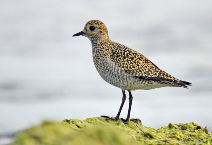 Золотистые ржанки (Pluvialis apricaria)
