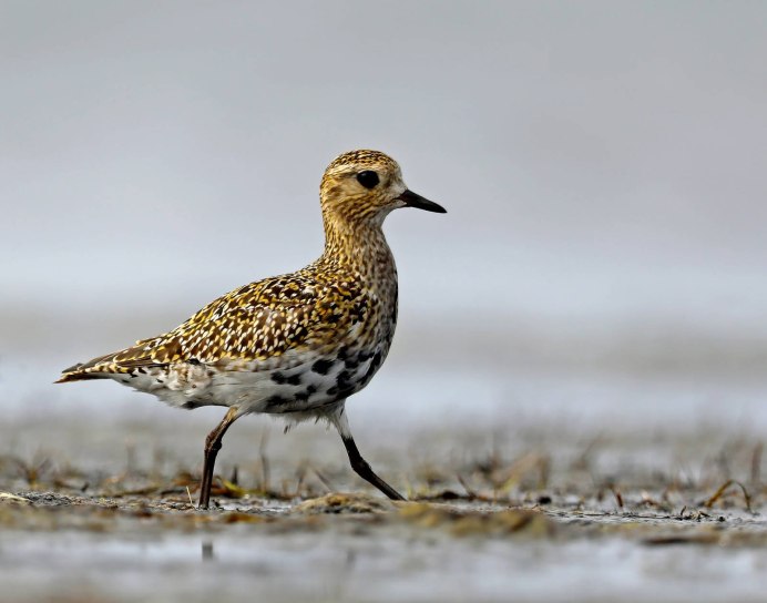 Золотистые ржанки (Pluvialis apricaria)