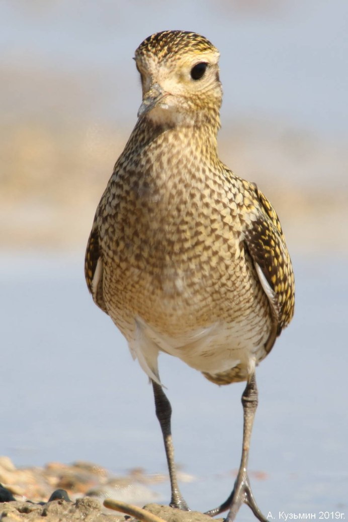 Золотистые ржанки (Pluvialis apricaria)