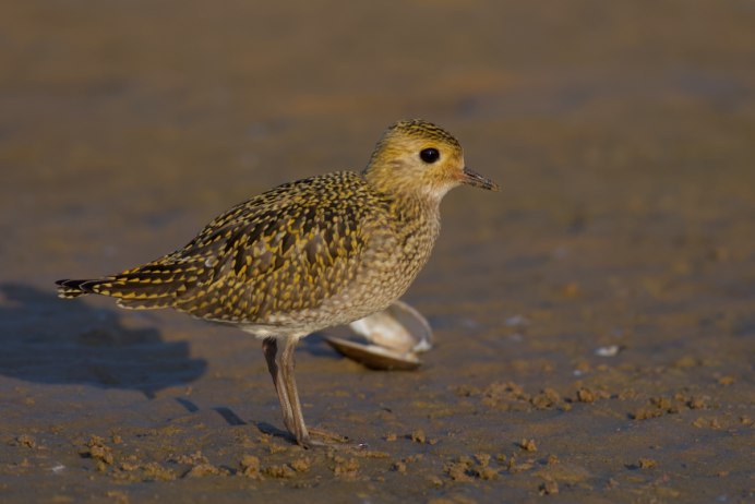 Золотистые ржанки (Pluvialis apricaria)