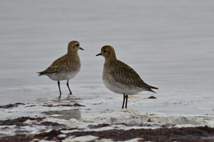 Золотистые ржанки (Pluvialis apricaria)