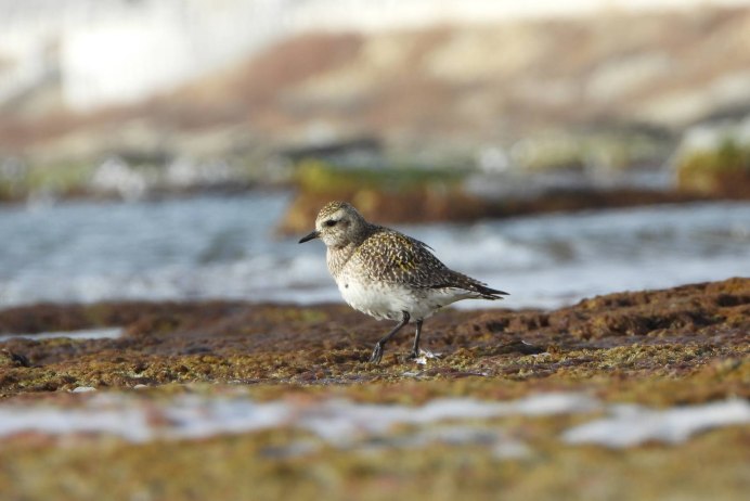 Золотистые ржанки (Pluvialis apricaria)