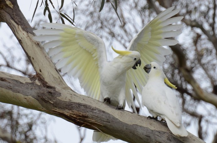 Большой желтохохлый Какаду (Cacatua Triton)