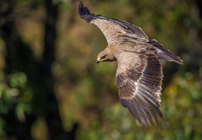 Степной орёл (Aquila nipalensis
