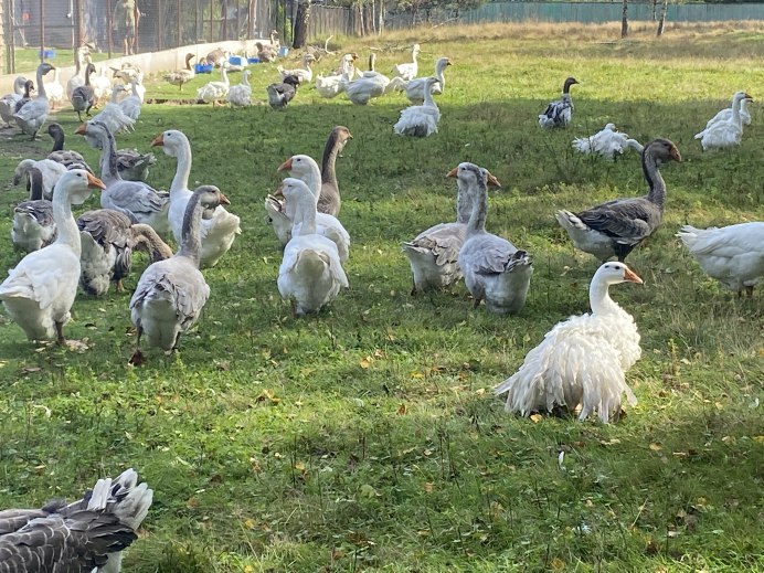 Венгерская утка