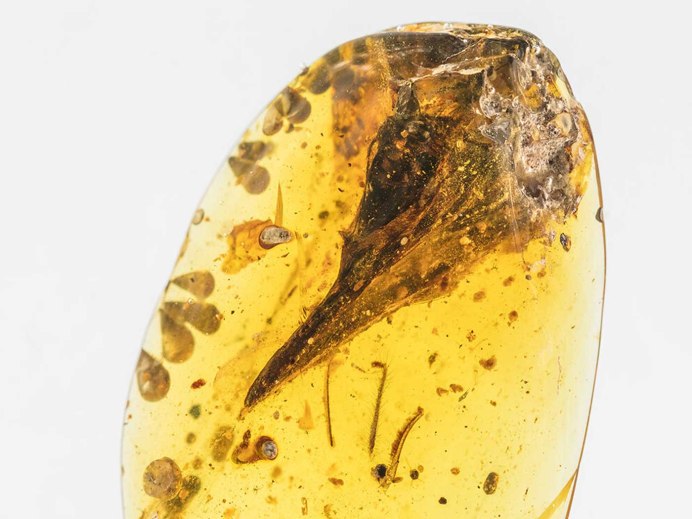 Oculudentavis khaungraae