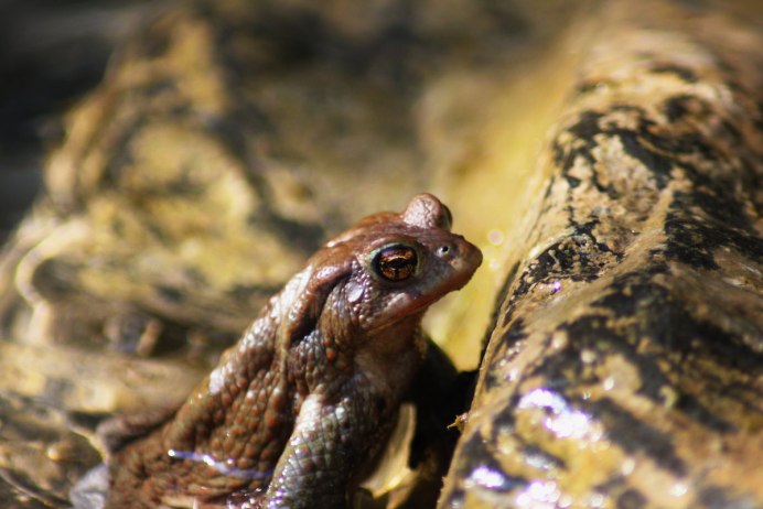 Жабка и хамелеон