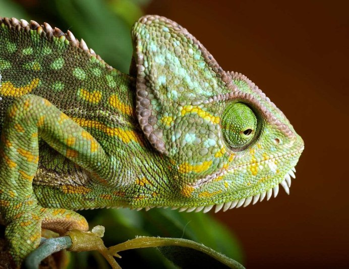 Лягушка квакша