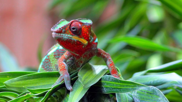 Хамелеон волшебство