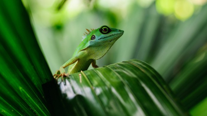 Малоазиатская квакша