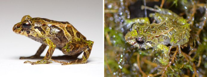 Лягушка игуана хамелеон