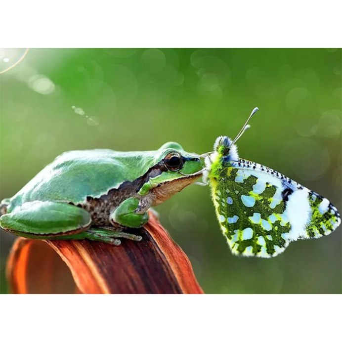 Лягушка млекопитающее или нет