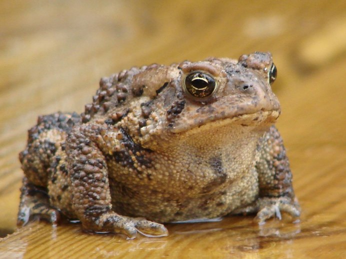 Хамелеон с открытым ртом