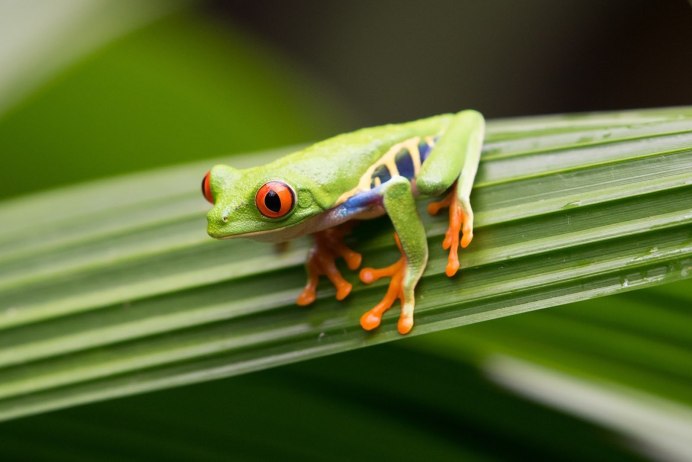 Лягушка и ящерица