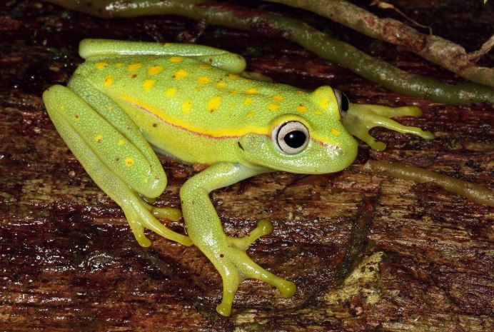 Странные рептилии