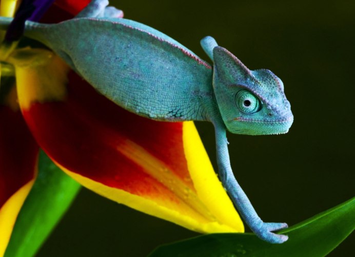 Лишаистый веслоног