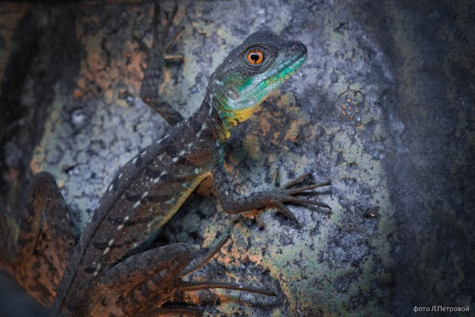 Жабовидная квакша