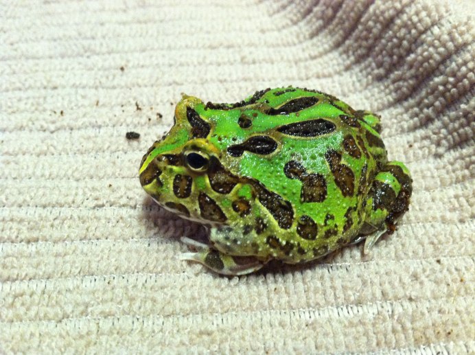 Планшет Perfeo 7143-HD