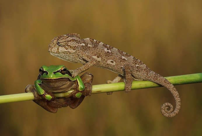 Любовь и хамелеон