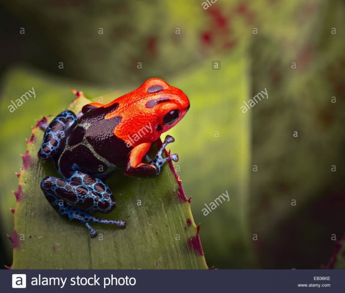 Кожа лягушки