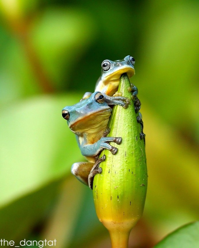 Хамелеон охотится