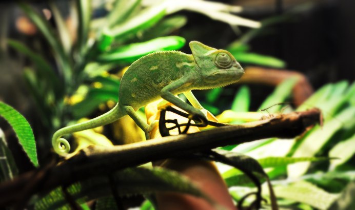 Жаба с большими глазами