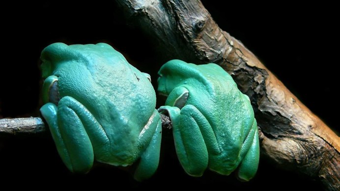 Красноглазая игуана