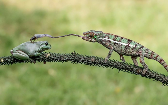 Эквадорская жаба