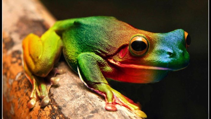 Бесхвостые животные