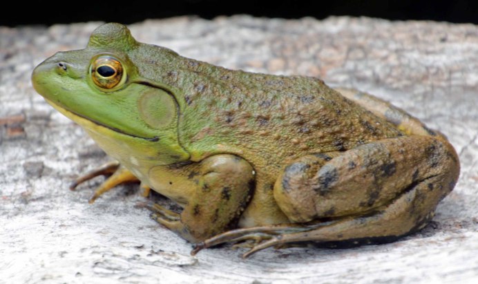 Квакша ядовитая