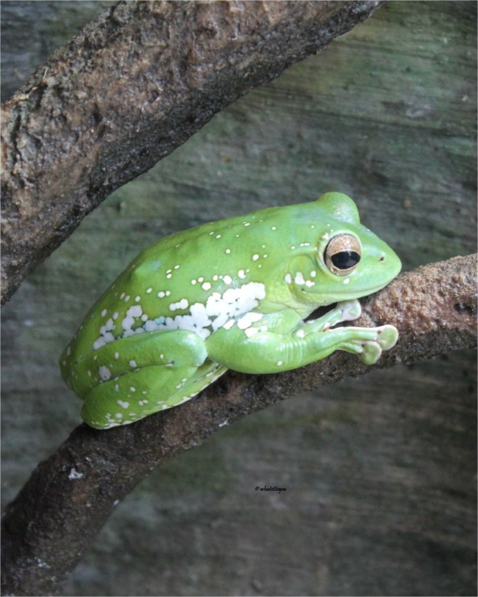 Лягушка-хамелеон + человек