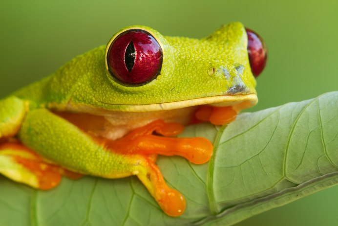 Лягушки, змеи, ящерицы, Жабы