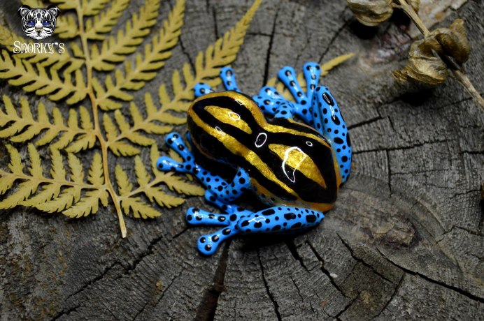 Стеклянная лягушка Флайшмана