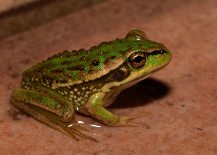 Варан игуана хамелеон общее название