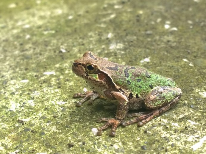 Уши хамелеона