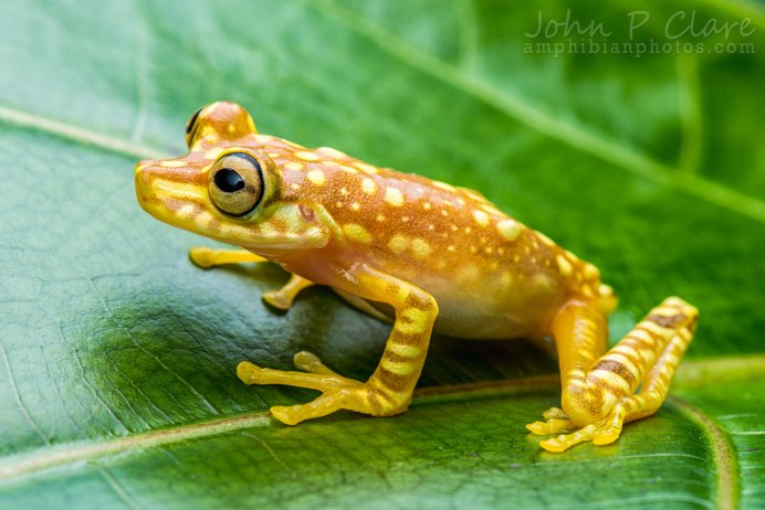 Ящерица с длинным языком