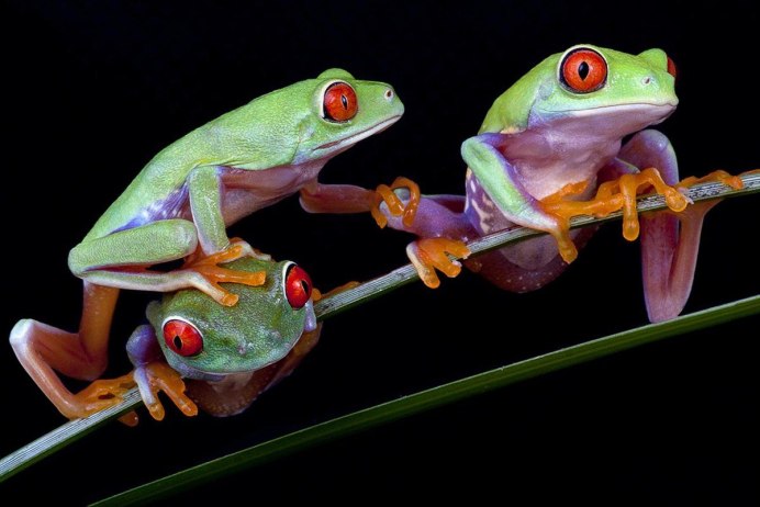 Лягушка стесняется